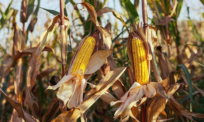 Imagem do serviço: ANÁLISE DE MICOTOXINAS